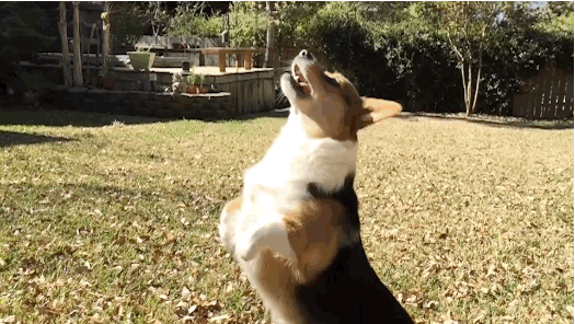 Minnie the Corgi has clearly had practice.