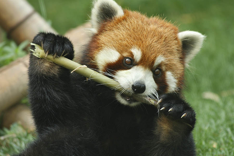 red panda teddies