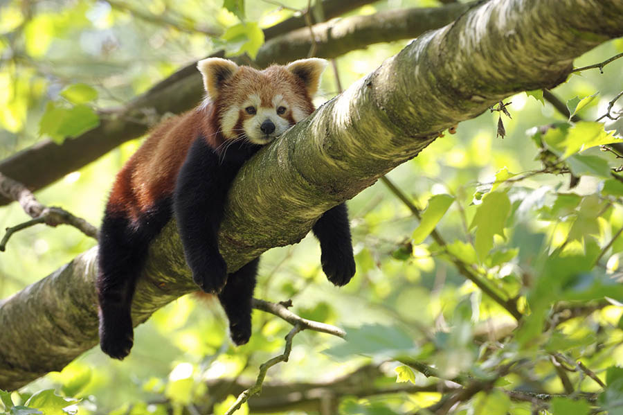 12 Red Pandas Who Can't Wait For Summer Vacation