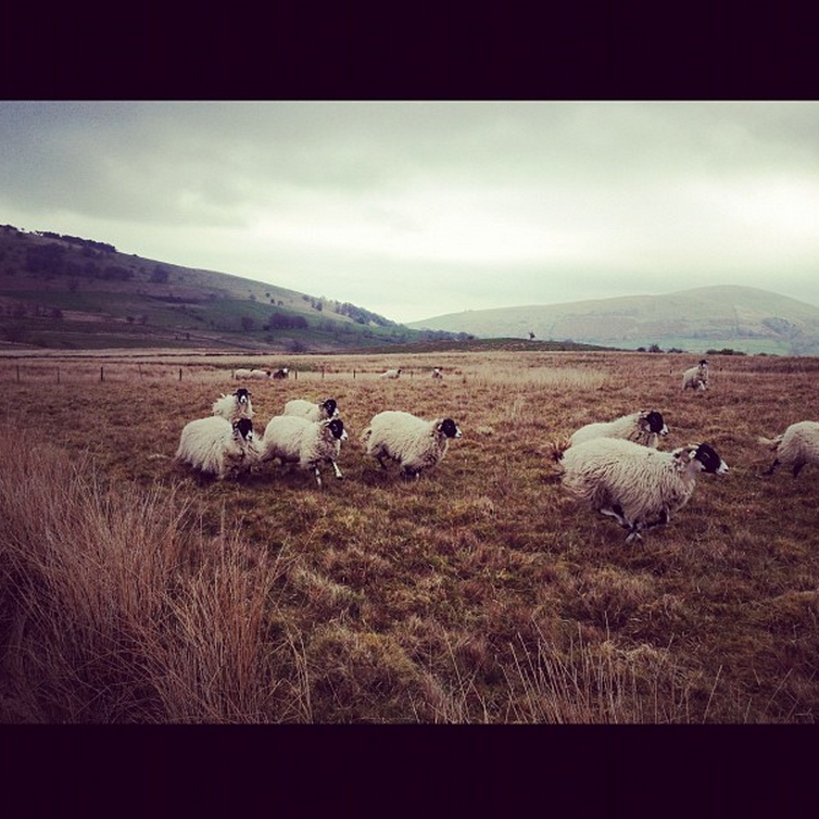Some of the Herdwick sheep in Rebanks&#x27; flock.