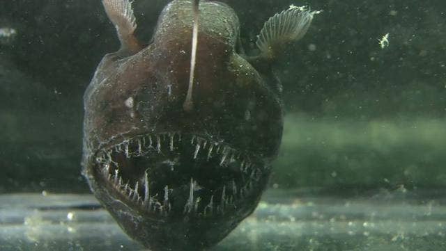 Yes, it has a mouth full of fangs. But what makes it truly scary is that it HAS A LIGHTBULB GROWING OUT OF ITS HEAD.