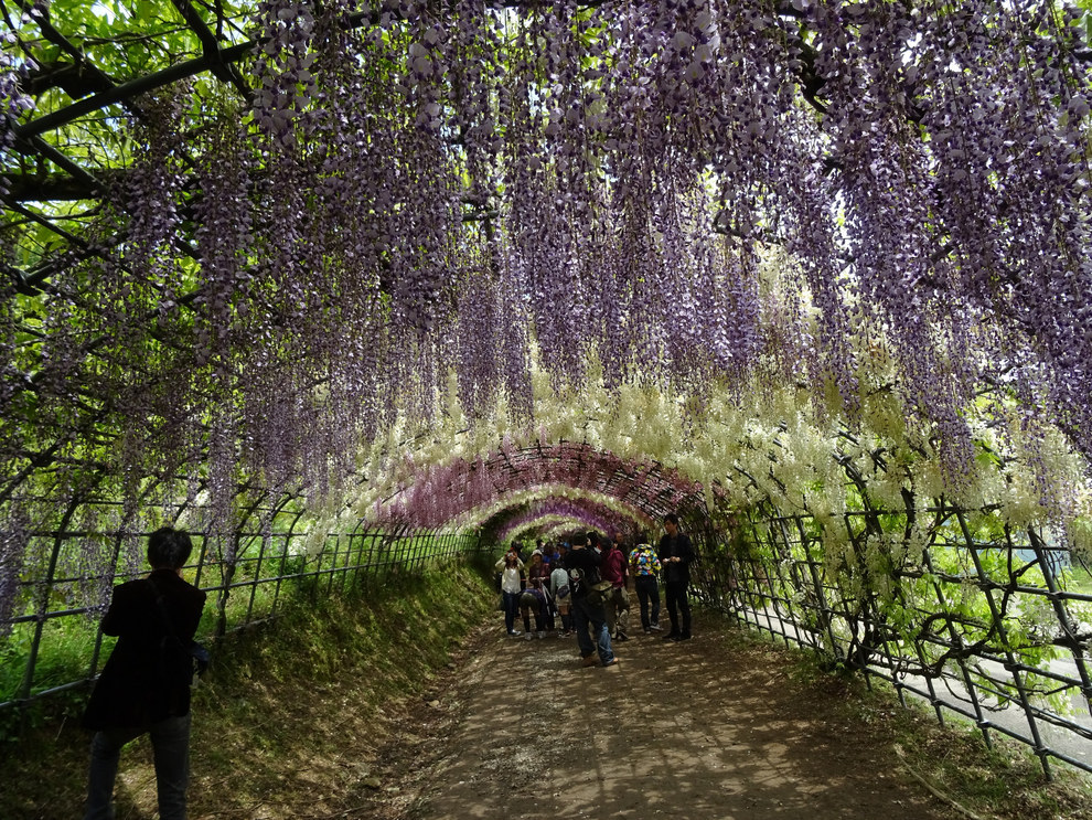 Kawachi Fuji Garden, Kitakyushu, Japan