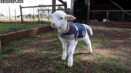 Tahlia: ….no. I accidentally killed my bird once by leaving him outside in winter, sorry Drib. Lane: Yes to the pet lamb – they’re called “poddy lambs” – but we didn’t kill them.Nick: I didn’t have a pet lamb. But I worked at a slaughterhouse which killed hundreds of them a day so...