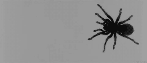 Tahlia: Definitely spiders. Lane: Yes. And I am TERRIFIED of spiders, so basically my life was a nightmare.Nick: Ditto Lane. I have a huge fear of spiders, and living in the country did not help me overcome that.