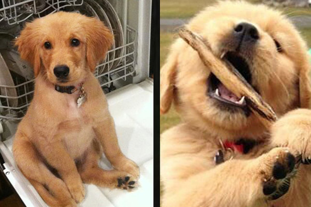 16 Golden Retriever Puppy Dorks Who Will Win You Over
