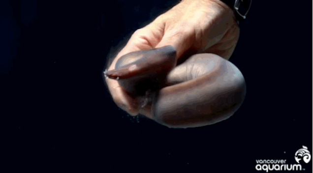 This is JUST like that thing called a hagfish that spews slime everywhere when it's provoked. Oh my god there is so much goo. Oh it's everywhere. All the goo. This must mean I'm amazing at this. It's the adult equivalent of an A*. My certificate surely awaits.