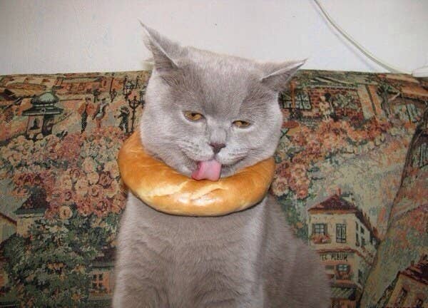 Good News Everyone Buzzfeed Has A Newsletter About Cats
