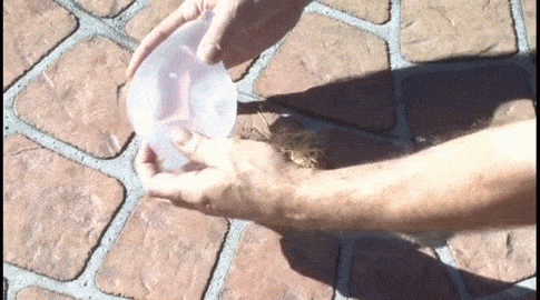 Water + condom + convenient bird's next.