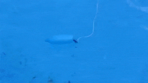 Fish love condoms.
