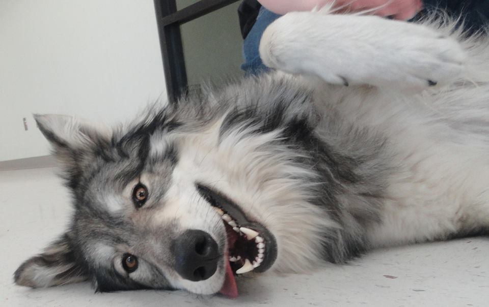 This half-wolf/half-teddy bear went to rescue in California!