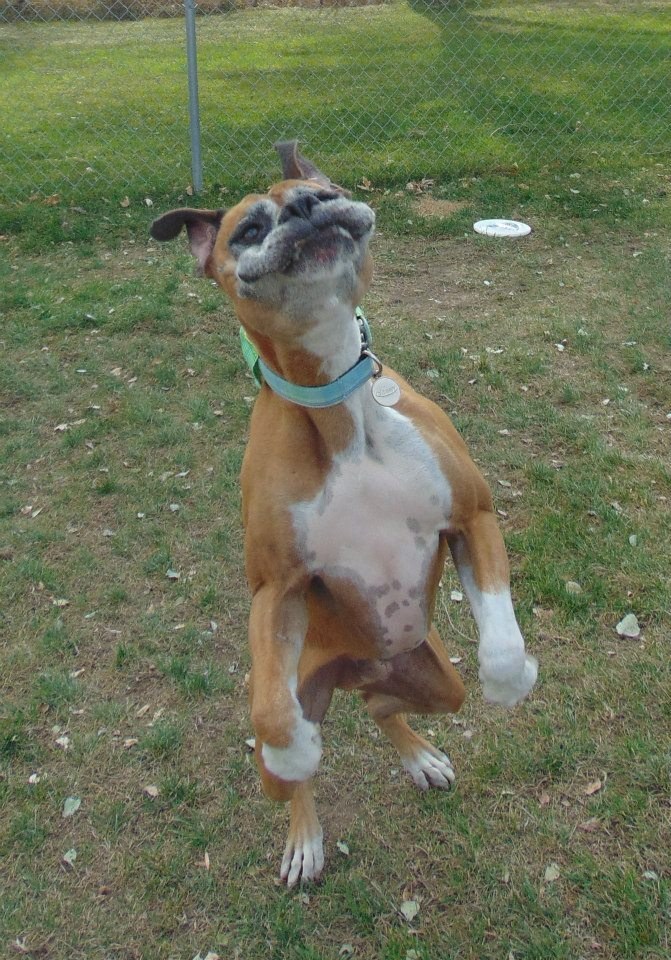 Resist this face? I don't think so.