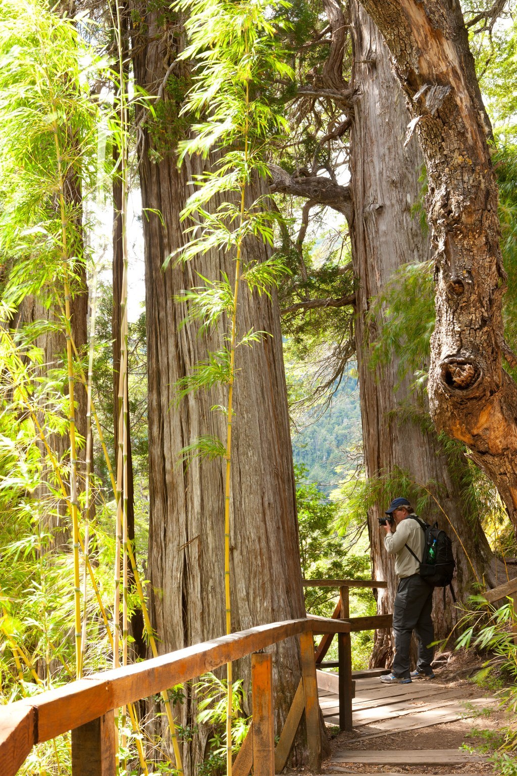 Protegido dentro del Parque Nacional Los Alerces, este ejemplar anciano mide 57 metros de alto, 2,20 metros de diámetro y tiene más de 2.600 años de vida. Es un árbol único en el mundo por encontrarse, además, en peligro de extinción.