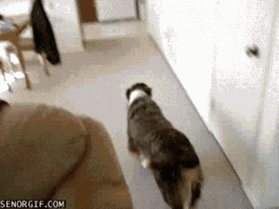 Why It's Time: Your dog is trained now. How to Do It: Let them know! They'll be happy! Another success story. NOW SNIP!