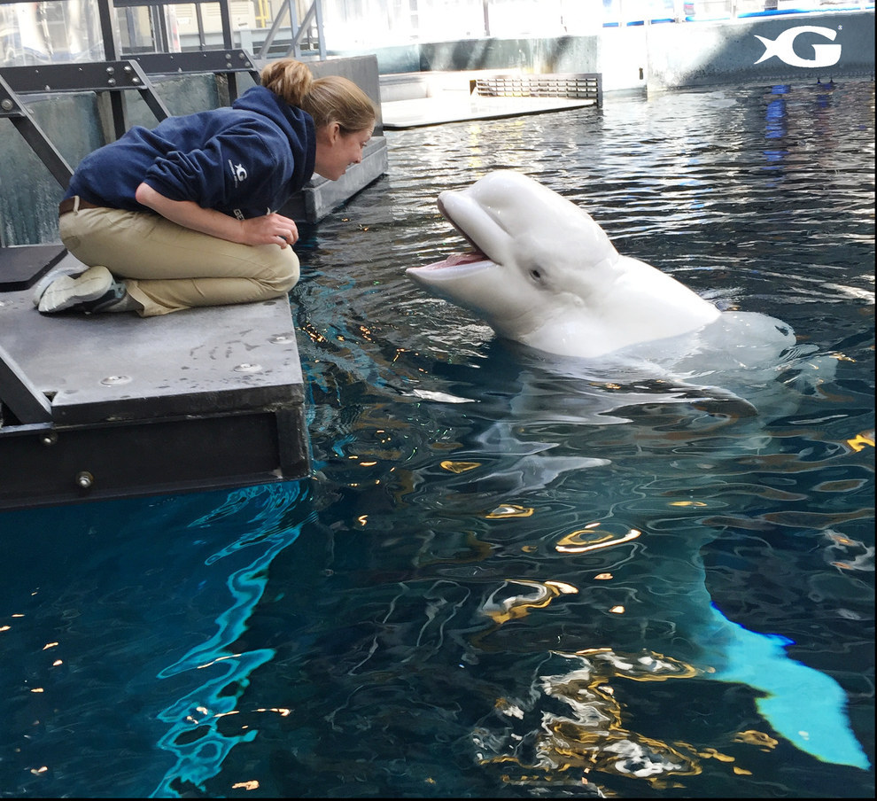 Beloved' Beluga Whale Dies at Connecticut Aquarium: 'Our Hearts