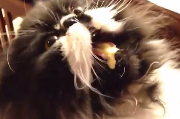 watch-this-cat-get-a-brain-freeze