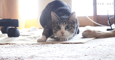 Paws down. Tail up. SLAAAAYYYY.