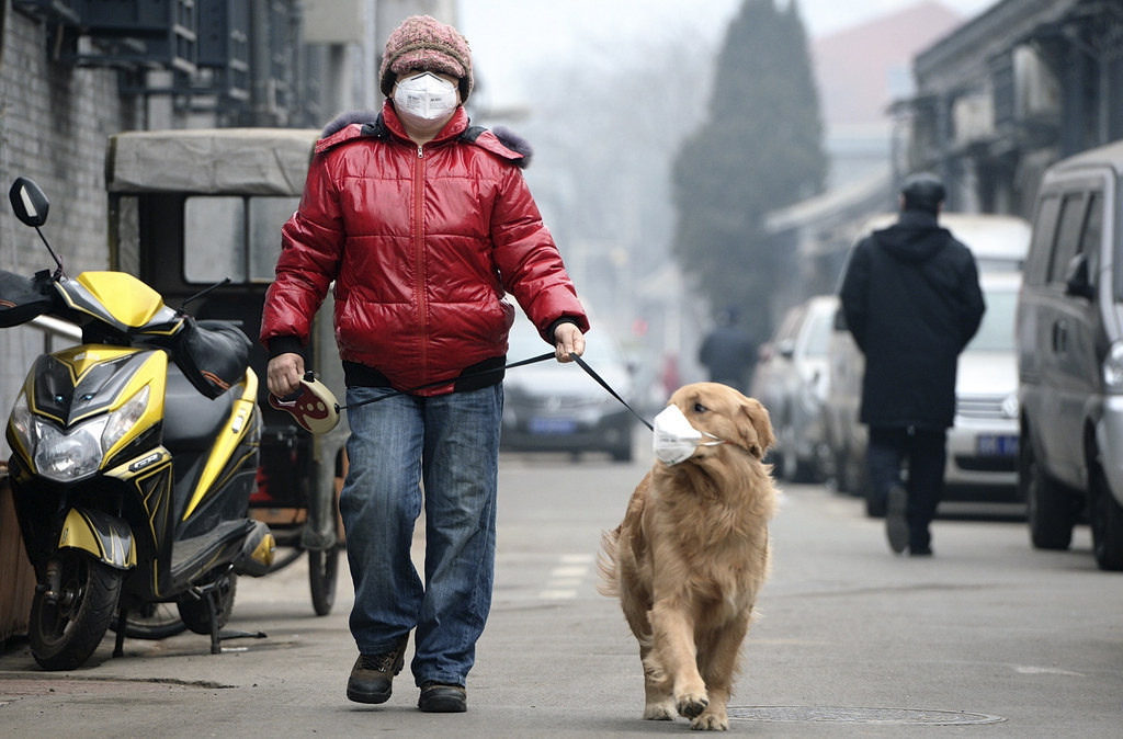En 1950 llegaron a los 320, y para el 2014 ya estábamos en 400. *Ppm: partes por millón.¿Cuántos años crees que falten para que tú y tu mascota salgan a pasear con cubre bocas, como en algunos lugares de China?