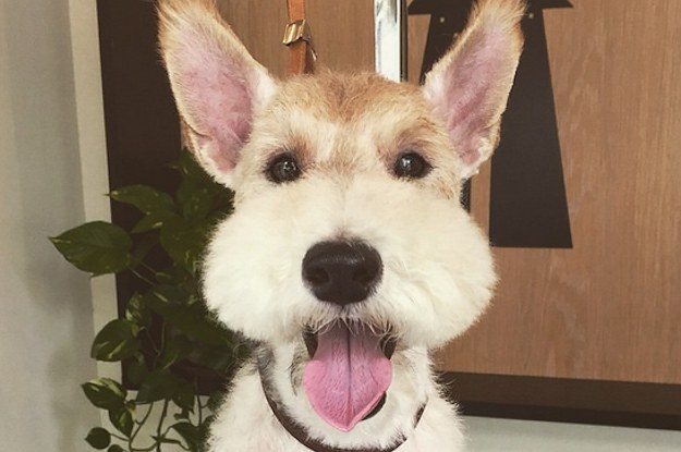 26 Reasons You Should Never Get A Wire Fox Terrier