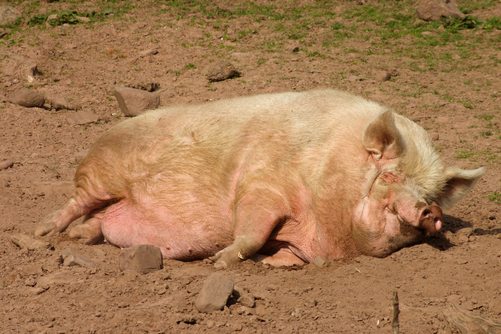 Свинья валяется. Уставшая свинья.