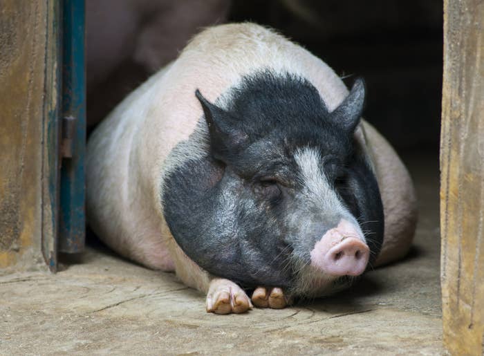 17 Puercos que encarnan los horrores del mal del puerco 17 Puercos que encarnan los horrores del mal del puerco