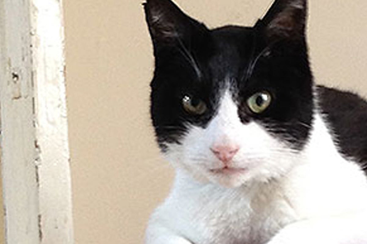 Ce Chat Ronronne Si Fort Que Vous Allez Avoir Mal Aux Oreilles Ce Chat Ronronne Si Fort Que Vous Allez Avoir Mal Aux Oreilles