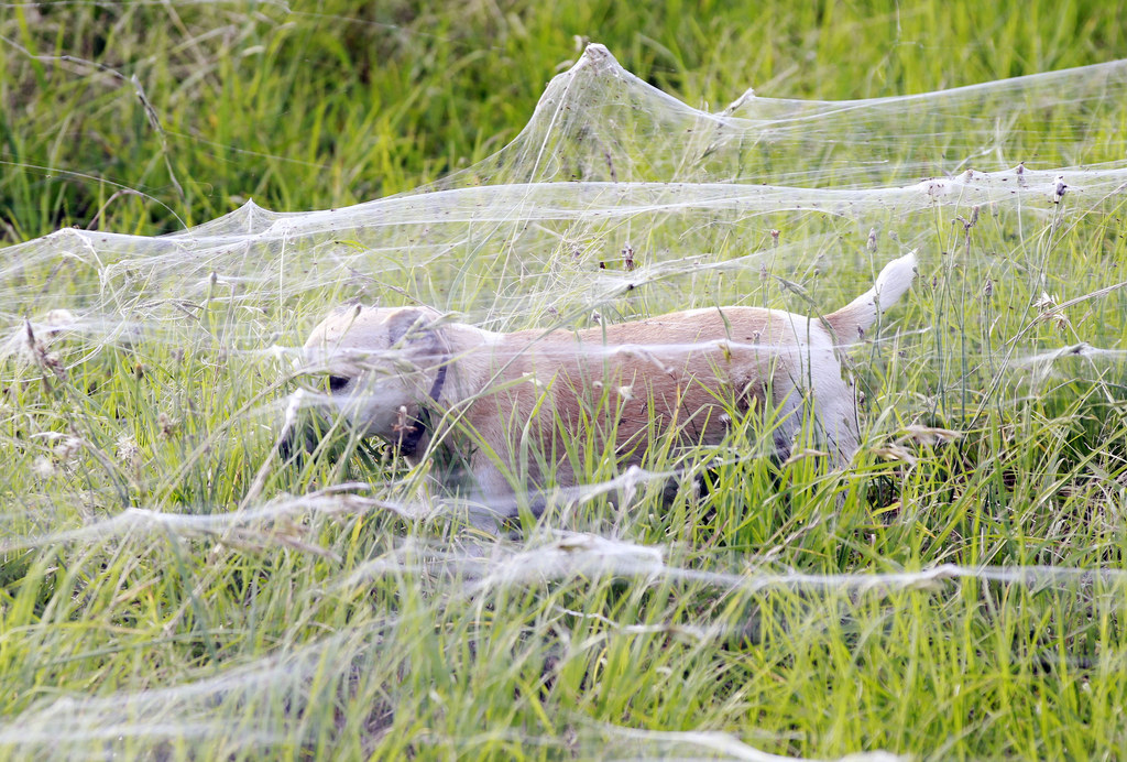 grounded stuck in spider web