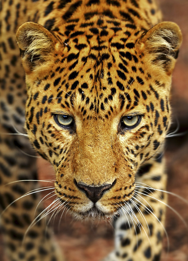 17 Things You Should Never, Ever Name Your Pet Jaguar