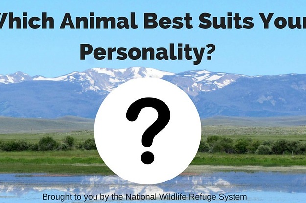 what-animal-suits-my-personality-animals-which-animal-are-you-on