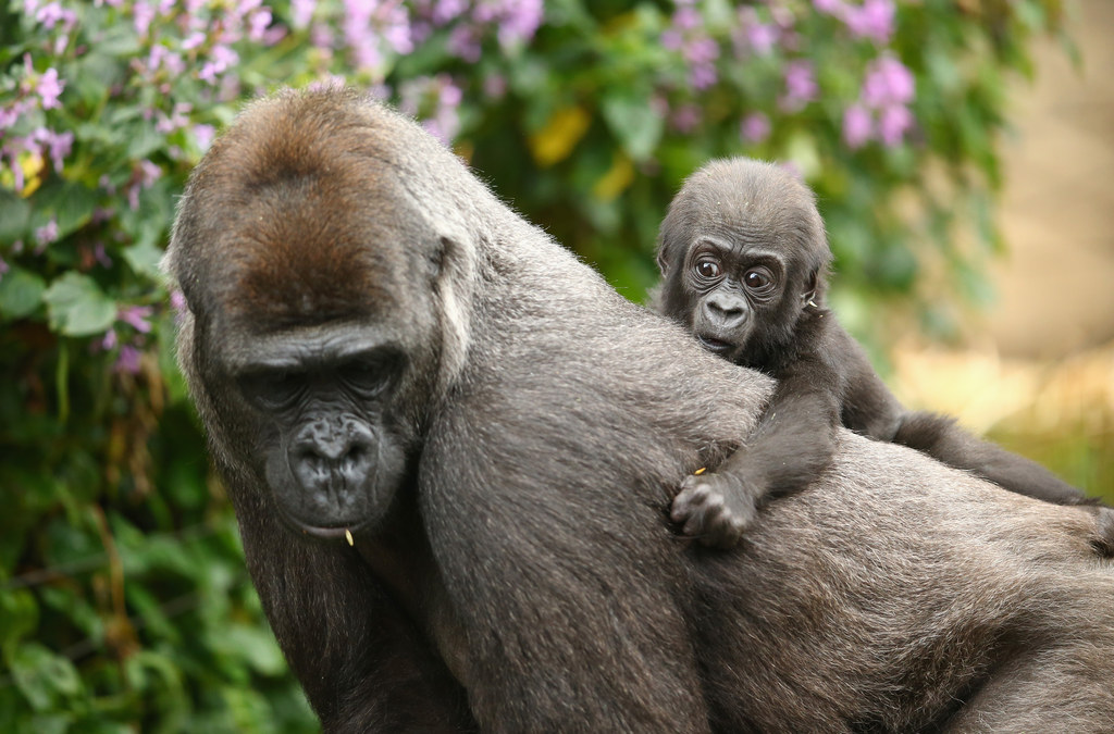 This Newborn Baby Gorilla Will Make You Miss Your Mommy