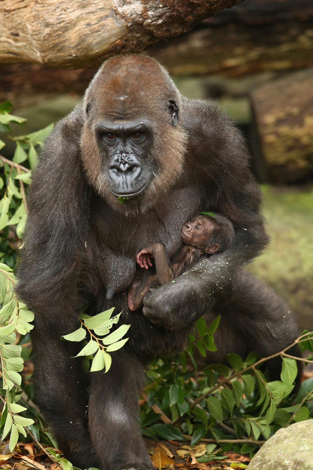 This Newborn Baby Gorilla Will Make You Miss Your Mommy
