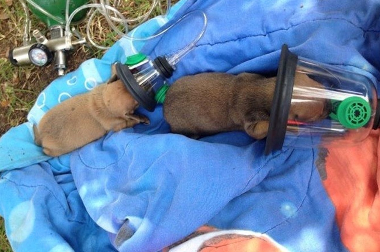 Firefighters Save Puppies With Teeny-Tiny Oxygen Masks