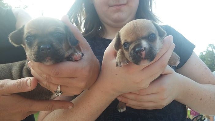 Firefighters Save Puppies With Teeny-Tiny Oxygen Masks