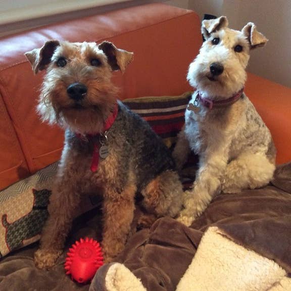 Resultado de imagen para welsh terrier buzzfeed