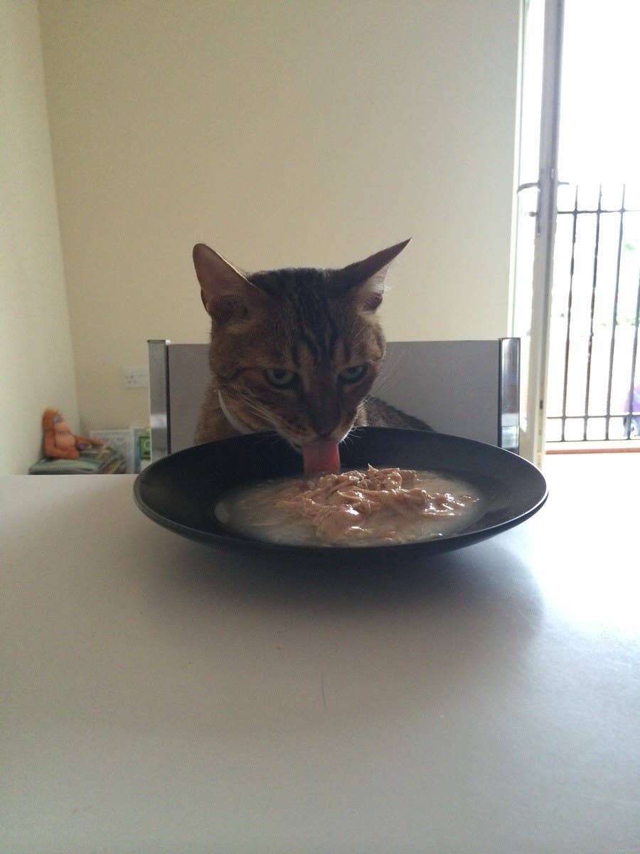Can Humans Eat Cat Food Reddit Payments Cyberzine Photo Galleries can-humans-eat-cat-food-reddit-payments-cyberzine-photo-galleries