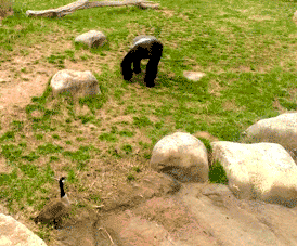 Yep, that's a gorilla.