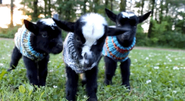 These Baby Goats In Tiny Sweaters Will Make Your Day