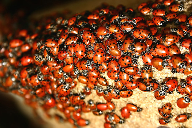 ladybug-science-life-cycle-science-project-activities