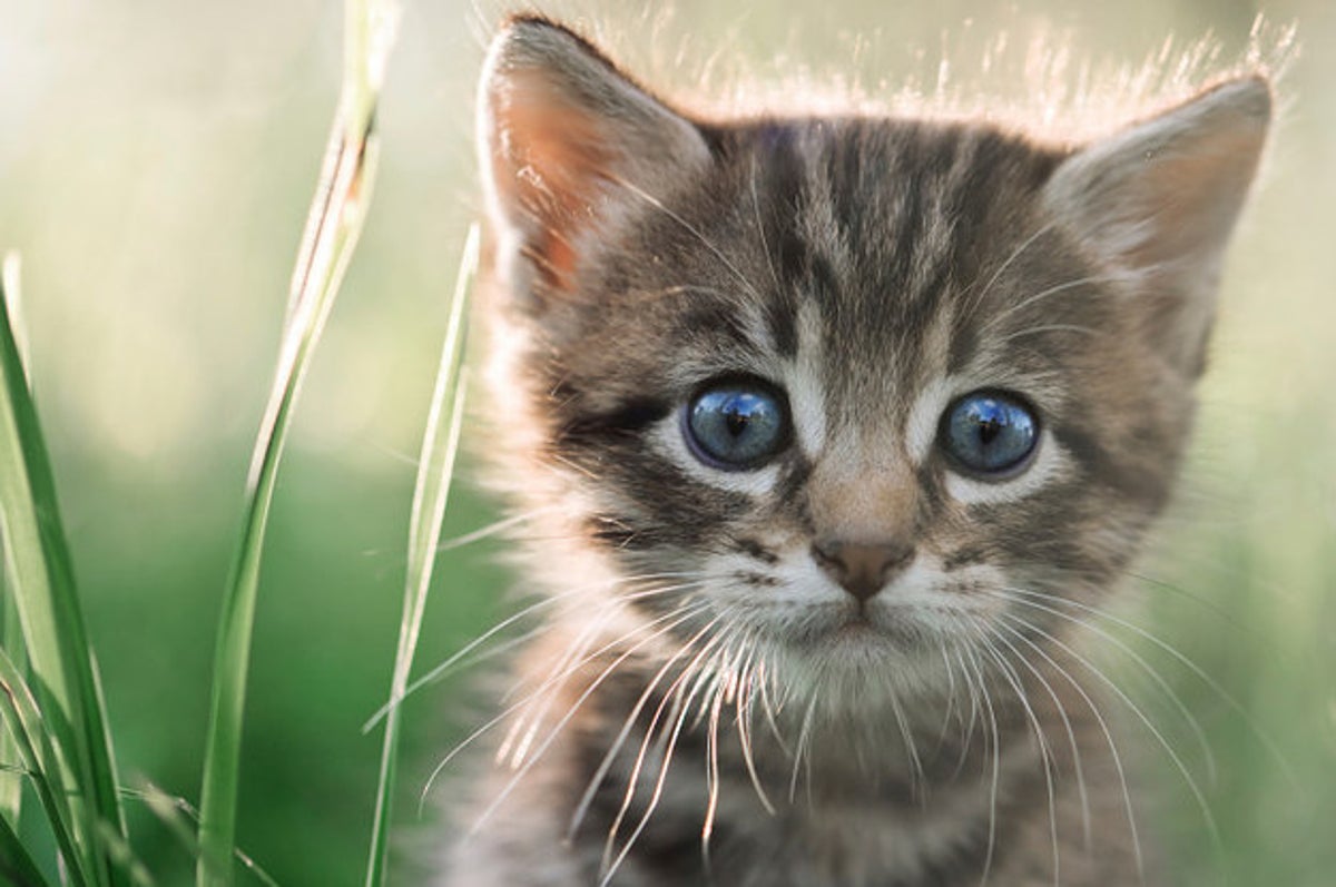 Voici Ce Que Ressent Une Personne Allergique Aux Chats