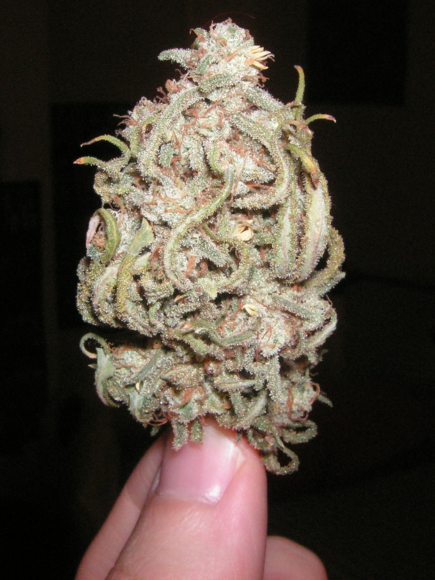Blue Dream
