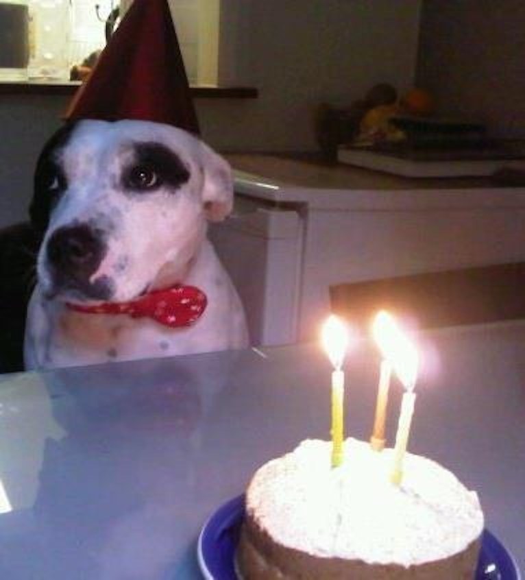 17 Dogs Who Hate Their Birthday