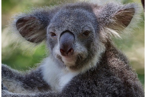 Look Exactly Like Yoda, This Koala Does