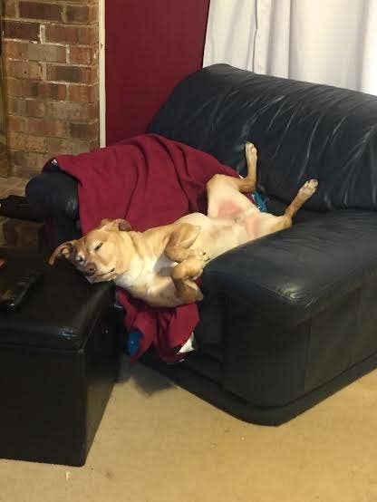 Image result for dog wearing clothes in recliner