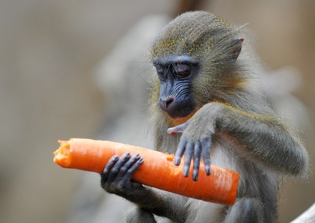A young mandrill enjoys a carrot on March 16, 2015 at the zoo in Dresden, eastern Germany. AFP PHOTO / DPA / MATTHIAS HIEKEL +++ GERMANY OUT (Photo credit should read MATTHIAS HIEKEL/AFP/Getty Images)