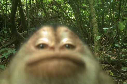 monkey look at camera meme｜TikTok Search