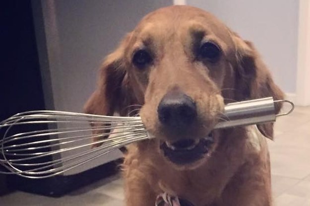 19 Hilarious Pictures of Riley The Golden Retriever Who Will Be Your Favorite Goofball