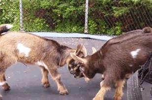These Baby Goats Jumping On A Trampoline Will Make Your Day