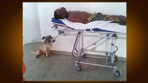 Este cãozinho, que seguiu a ambulância onde estava seu dono, um morador de rua que havia tido um ataque epiléptico, e o acompanhou durante todo o atendimento.