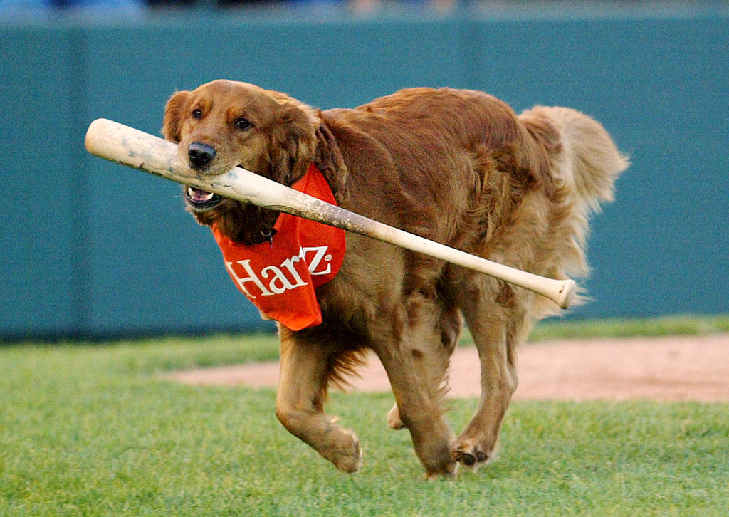 Sports you like to watch. Dog Chase pic.