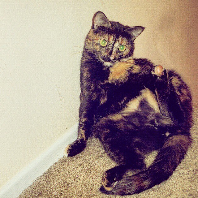 Dear Human, If you must sweat, at least look fabulous while doing it. Signed, Nala Belle