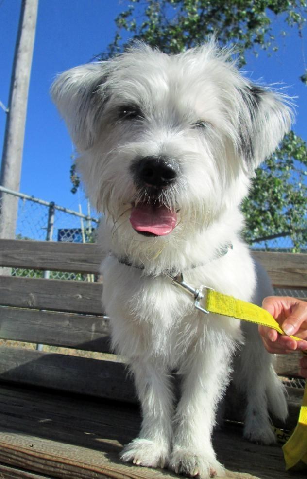 Meet Benjamin Franklin! He's a young terrier mix excitedly waiting for you to welcome him home! You can find him at the Seattle Animal Shelter.